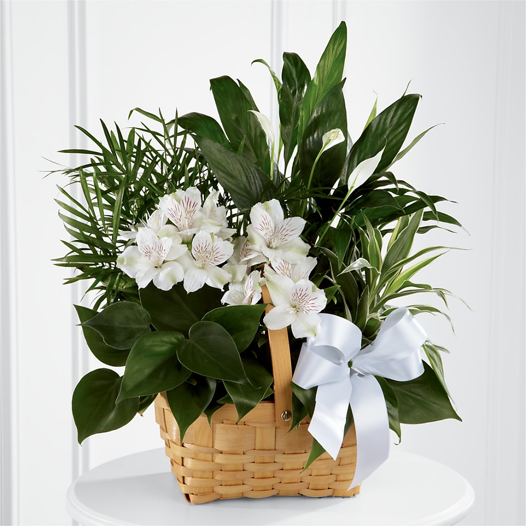 Peace & Serenity Dishgarden – WALKER'S FLOWER BASKET, Winfield WV