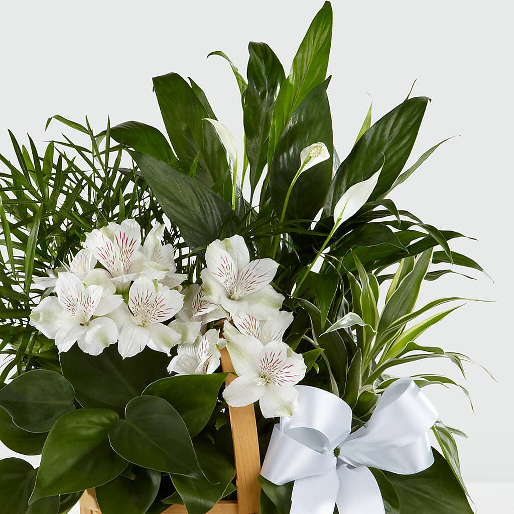 Peace & Serenity Dishgarden – WALKER'S FLOWER BASKET, Winfield WV