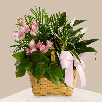 Living Spirit Dishgarden – WALKER'S FLOWER BASKET, Winfield WV